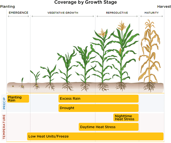 TW2012 Corn Growth Chart